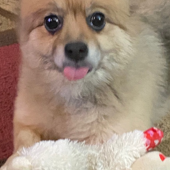 Meet your Posher, Sylvia - Picture 10 of 15